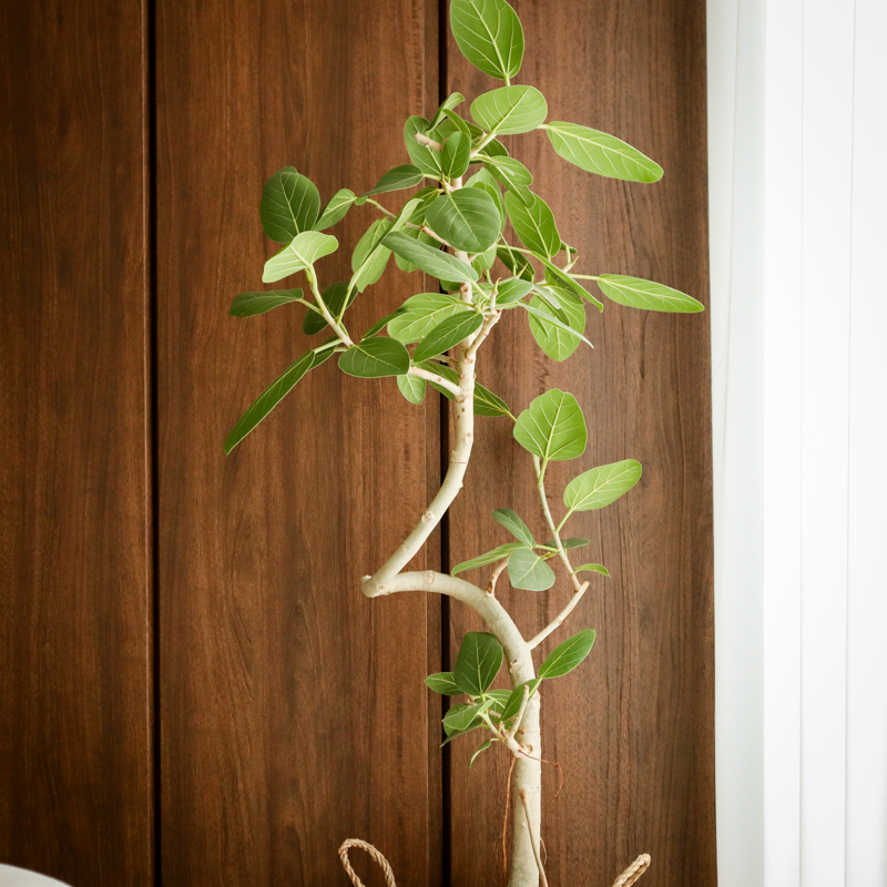 ficus_benghalensis_pruning (16).jpg