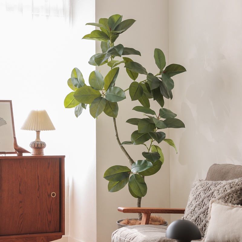 ficus_benghalensis_pruning (22).jpg