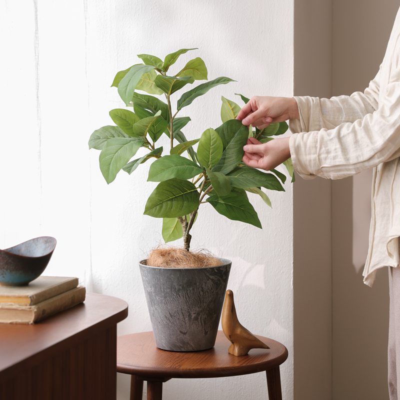 ficus_benghalensis_pruning (21).jpg