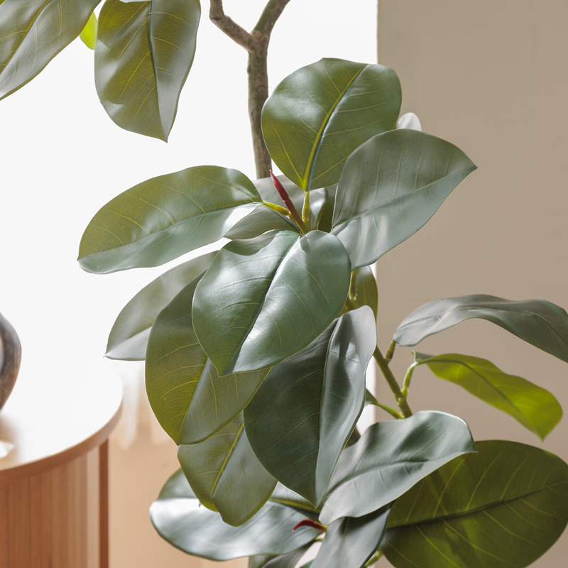 ficus_benghalensis_pruning (20).jpg