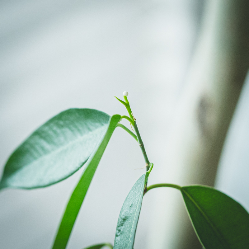 23garden-benjamin.jpg