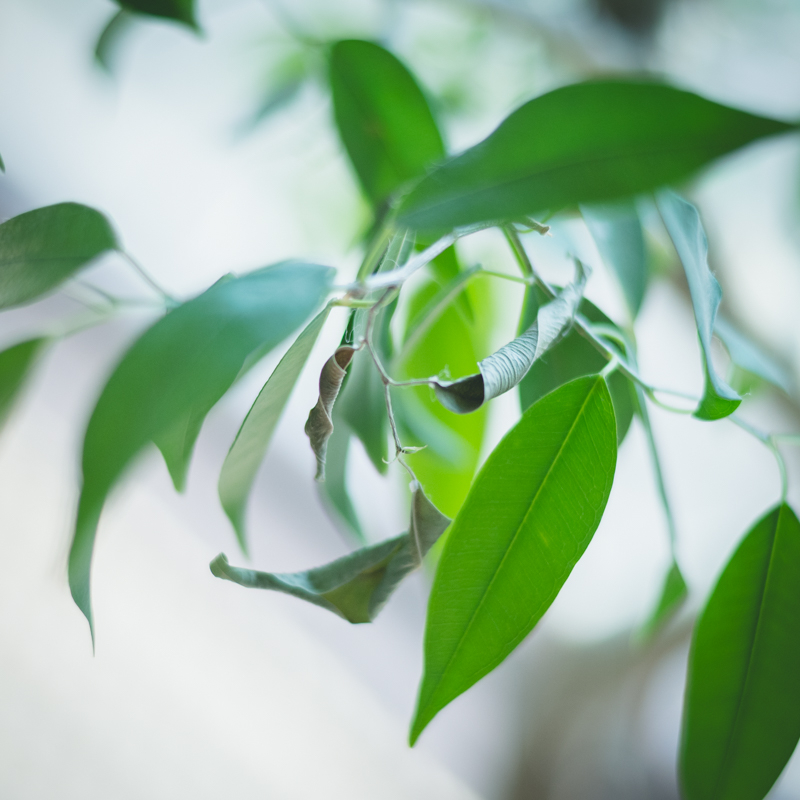 15garden-benjamin.jpg