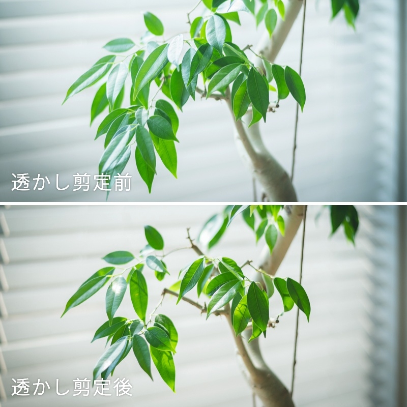 35garden-benjamin.jpg