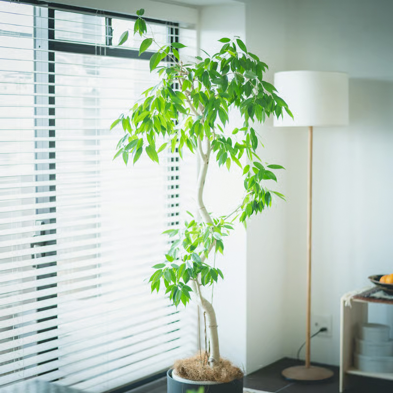 living_green (2).jpg