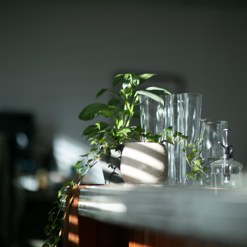 カウンターの上に並ぶ小さい観葉植物.jpg