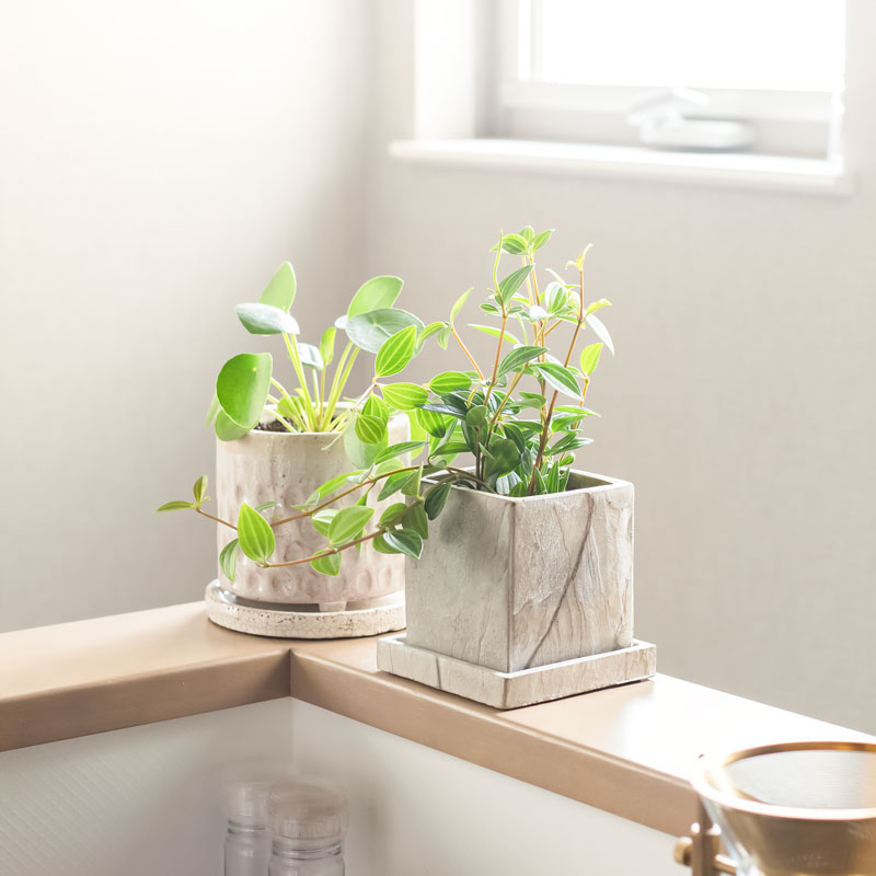 観葉植物のペペロミア.jpg