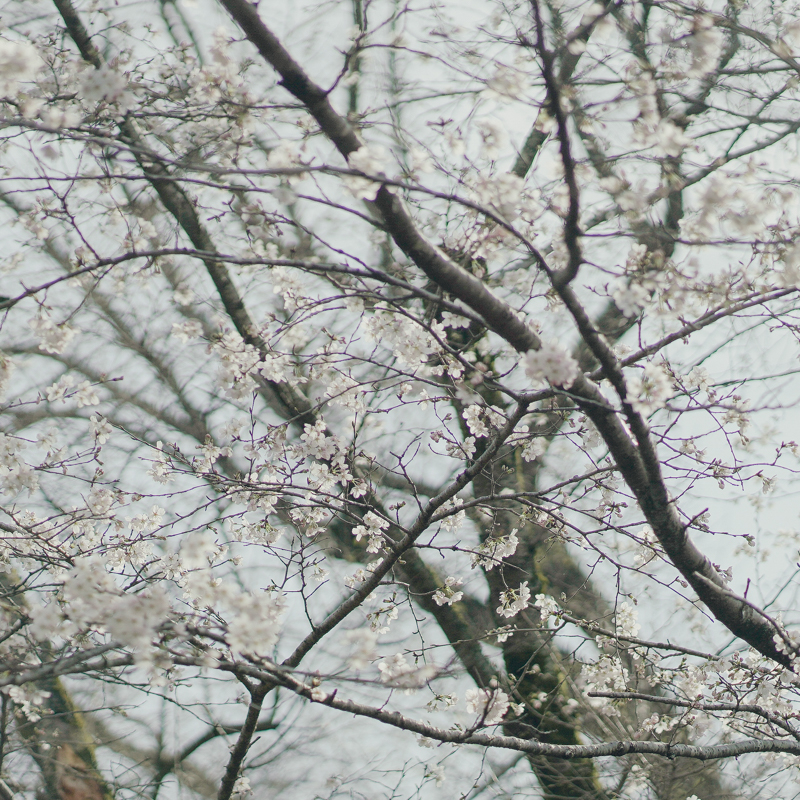 A2307450.jpg